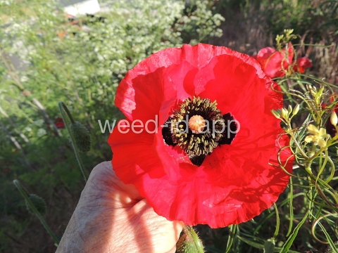 poppy, corn